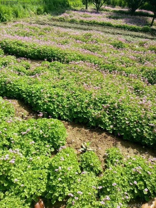 紅花酢醬草 紅花酢醬草