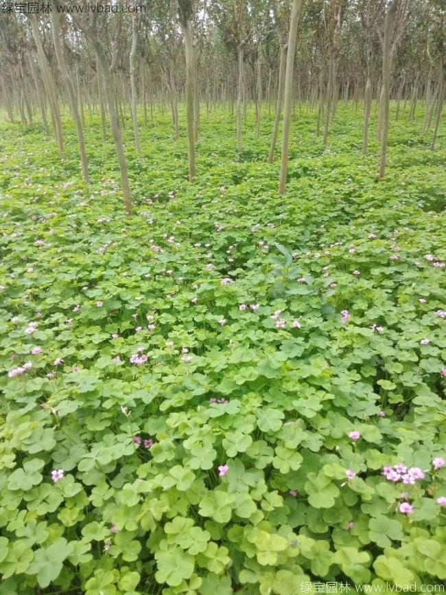 紅花酢醬草 紅花酢醬草