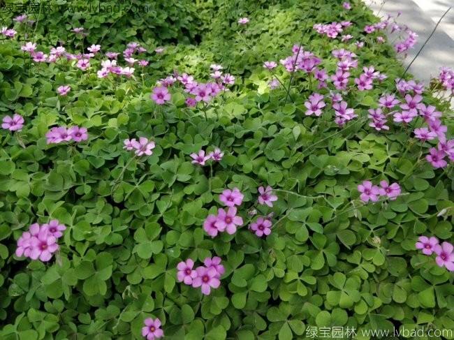 <a href='http://www.njszjj.com/yaocaizhongzi/2335.html' target='_blank'>紅花</a>草