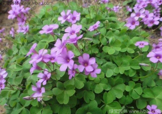 <a href='http://www.njszjj.com/yaocaizhongzi/2335.html' target='_blank'>紅花</a>草