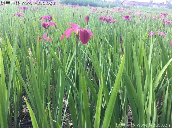 水生<a href='http://www.njszjj.com/caohuazhongzi/1578.html' target='_blank'>鳶尾</a>
