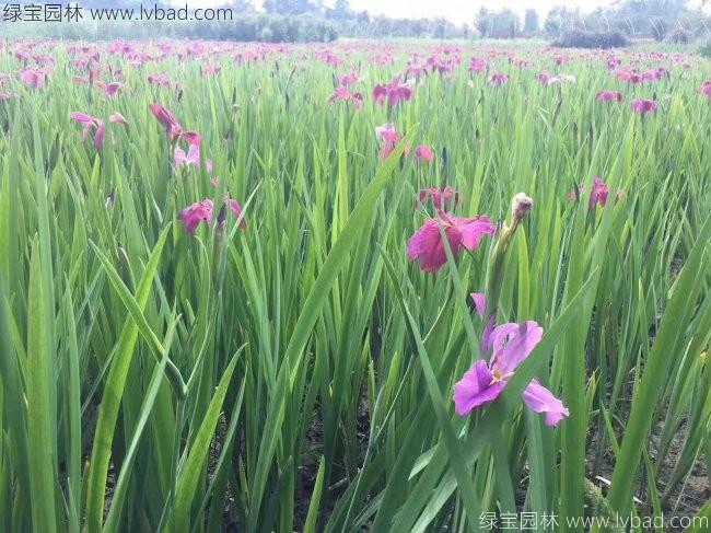 德國<a href='http://www.njszjj.com/caohuazhongzi/1578.html' target='_blank'>鳶尾</a>