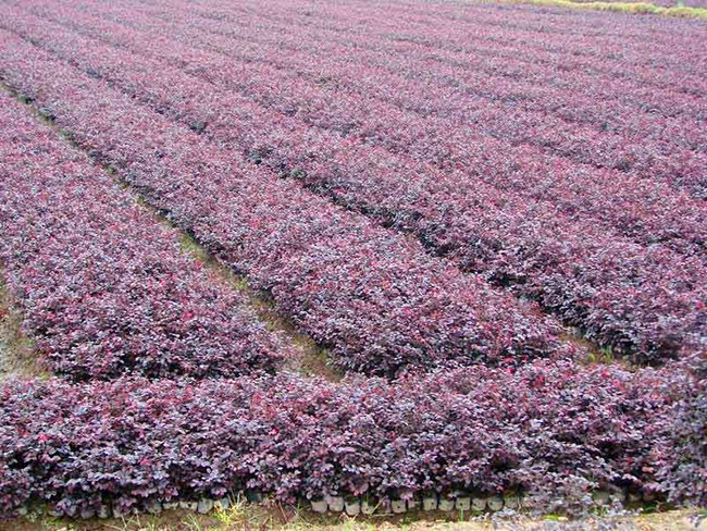 <a href='http://www.njszjj.com/dibeiguanmu/9770.html' target='_blank'>紅花繼木</a>