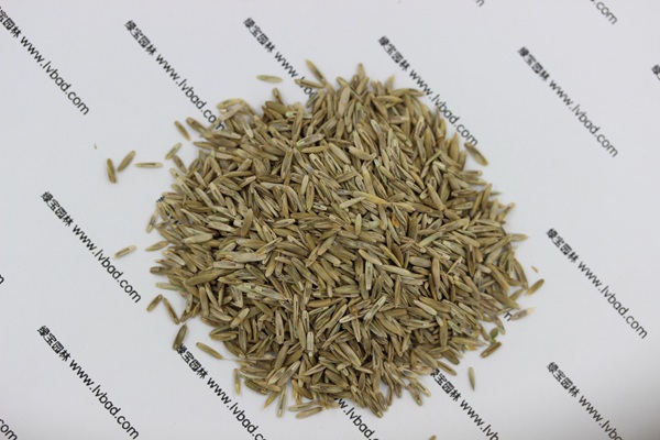 <a href='http://www.njszjj.com/caopingzhongzi/1678.html' target='_blank'>一年生黑麥草</a><a href='http://www.njszjj.com/' target='_blank'>種子</a>