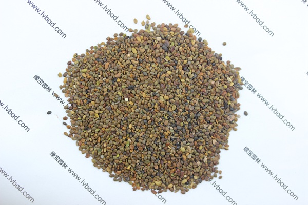 <a href='http://www.njszjj.com/mucaozhongzi/1689.html' target='_blank'>沙打旺</a><a href='http://www.njszjj.com/' target='_blank'>種子</a>