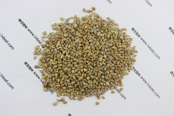 <a href='http://www.njszjj.com/mucaozhongzi/1687.html' target='_blank'>狼尾草種子</a>