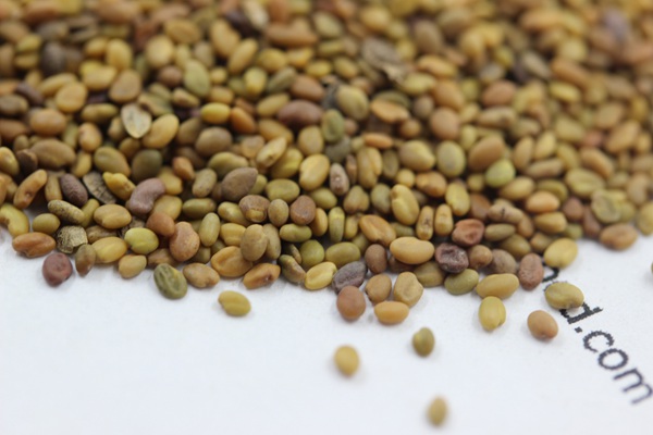 <a href='http://www.njszjj.com/mucaozhongzi/1683.html' target='_blank'>草木犀種子</a>