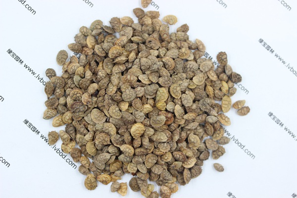 <a href='http://www.njszjj.com/linmuzhongzi/1835.html' target='_blank'>紅豆</a>草<a href='http://www.njszjj.com/' target='_blank'>種子</a>