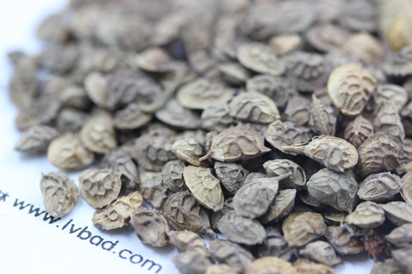 <a href='http://www.njszjj.com/linmuzhongzi/1835.html' target='_blank'>紅豆</a>草種子