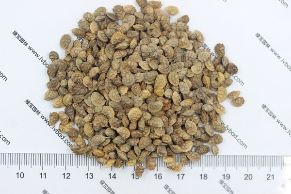 <a href='http://www.njszjj.com/linmuzhongzi/1062.html' target='_blank'>紅豆草</a>種子