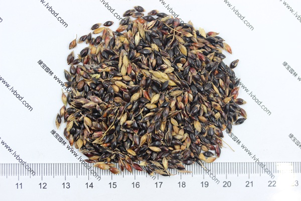 <a href='http://www.njszjj.com/mucaozhongzi/11.html' target='_blank'>蘇丹草種子</a>
