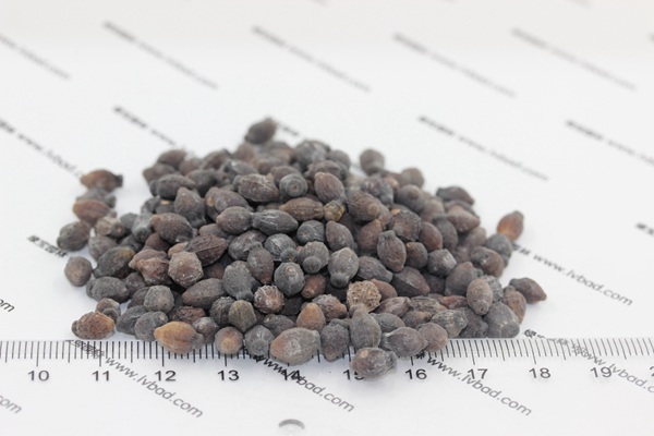 <a href='http://www.njszjj.com/caohuazhongzi/1658.html' target='_blank'>紫茉莉種子</a>