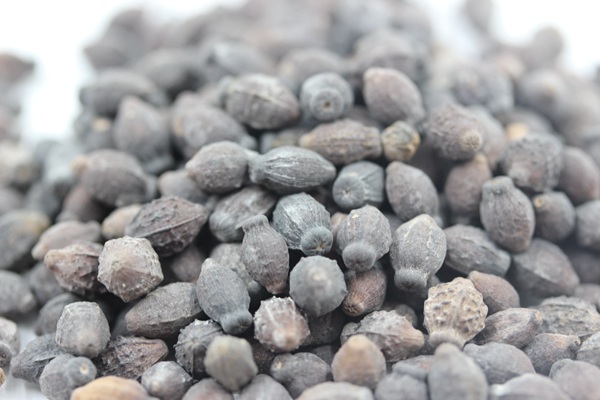 <a href='http://www.njszjj.com/caohuazhongzi/1658.html' target='_blank'>紫茉莉種子</a>