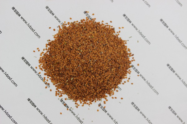 <a href='http://www.njszjj.com/caohuazhongzi/1639.html' target='_blank'>香雪球</a><a href='http://www.njszjj.com/' target='_blank'>種子</a>
