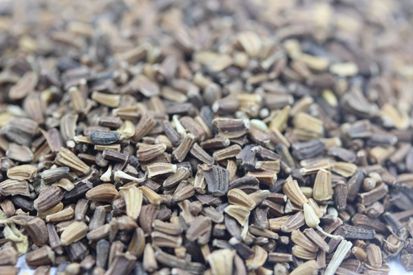<a href='http://www.njszjj.com/caohuazhongzi/1629.html' target='_blank'>茼蒿菊種子</a>