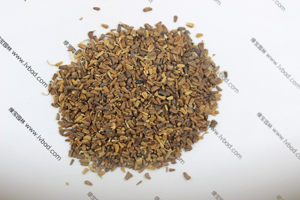 <a href='http://www.njszjj.com/caohuazhongzi/1629.html' target='_blank'>茼蒿菊</a><a href='http://www.njszjj.com/' target='_blank'>種子</a>