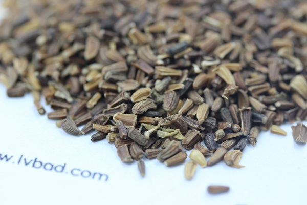 <a href='http://www.njszjj.com/caohuazhongzi/1629.html' target='_blank'>茼蒿菊</a><a href='http://www.njszjj.com/' target='_blank'>種子</a>
