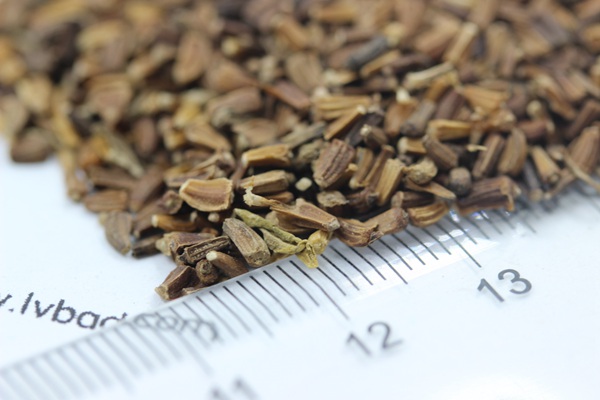 茼蒿菊<a href='http://www.njszjj.com/' target='_blank'>種子</a>