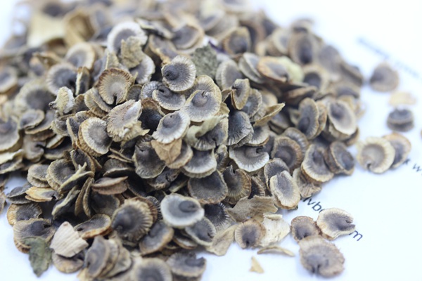 <a href='http://www.njszjj.com/caohuazhongzi/1625.html' target='_blank'>蜀葵種子</a>