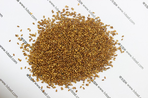 <a href='http://www.njszjj.com/caohuazhongzi/1618.html' target='_blank'>三色堇種子</a>
