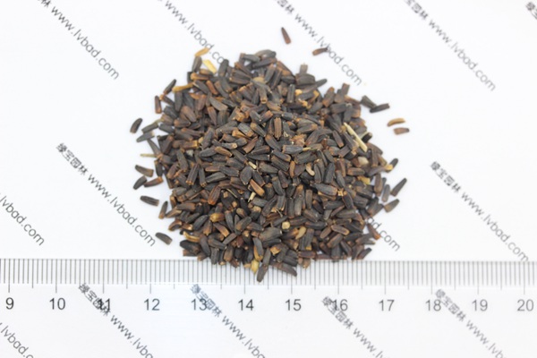 <a href='http://www.njszjj.com/caohuazhongzi/1616.html' target='_blank'>日光菊</a><a href='http://www.njszjj.com/' target='_blank'>種子</a>