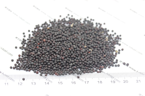 <a href='http://www.njszjj.com/caohuazhongzi/1595.html' target='_blank'>滿天星種子</a>
