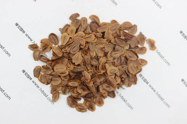 <a href='http://www.njszjj.com/caohuazhongzi/1592.html' target='_blank'>馬利筋種子</a>
