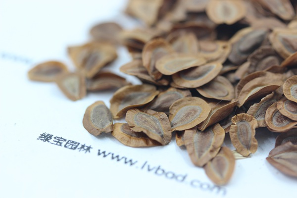 <a href='http://www.njszjj.com/caohuazhongzi/1592.html' target='_blank'>馬利筋</a><a href='http://www.njszjj.com/' target='_blank'>種子</a>