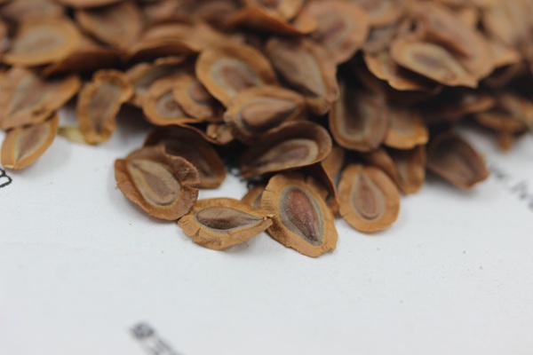 <a href='http://www.njszjj.com/caohuazhongzi/1592.html' target='_blank'>馬利筋種子</a>