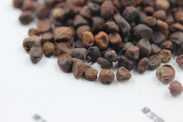 <a href='http://www.njszjj.com/caohuazhongzi/1591.html' target='_blank'>馬蘭種子</a>