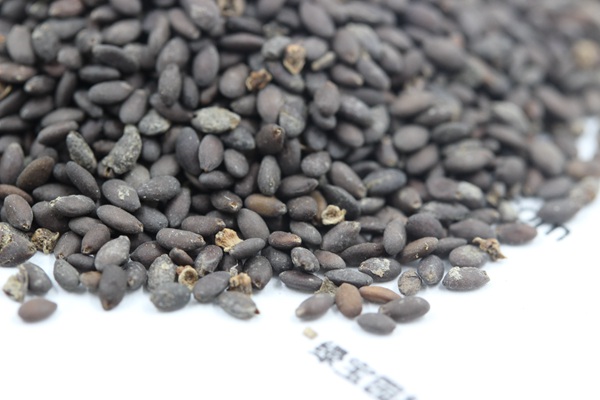 <a href='http://www.njszjj.com/caohuazhongzi/1576.html' target='_blank'>藍花鼠尾草種子</a>