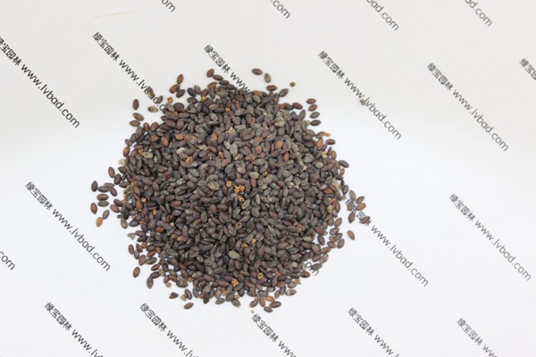 藍花<a href='http://www.njszjj.com/caohuazhongzi/1626.html' target='_blank'>鼠尾草種子</a>
