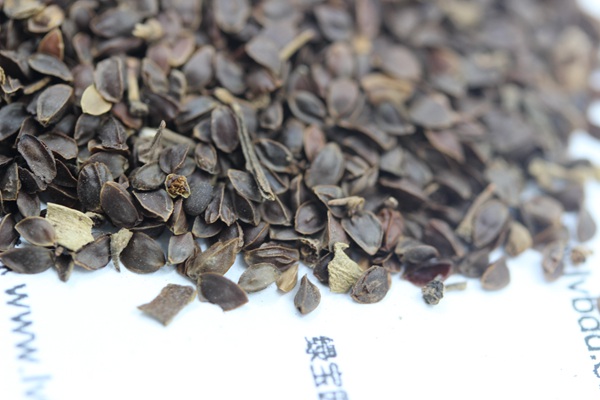 <a href='http://www.njszjj.com/caohuazhongzi/1078.html' target='_blank'>假龍頭</a><a href='http://www.njszjj.com/' target='_blank'>種子</a>