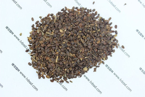 <a href='http://www.njszjj.com/caohuazhongzi/1078.html' target='_blank'>假龍頭</a><a href='http://www.njszjj.com/' target='_blank'>種子</a>