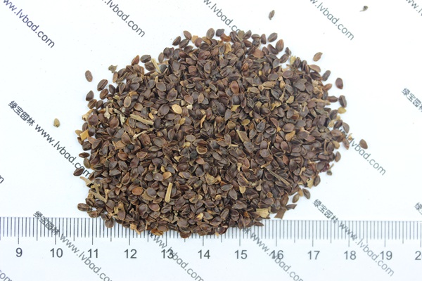 <a href='http://www.njszjj.com/caohuazhongzi/1078.html' target='_blank'>假龍頭種子</a>