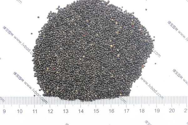 雞冠花<a href='http://www.njszjj.com/' target='_blank'>種子</a>