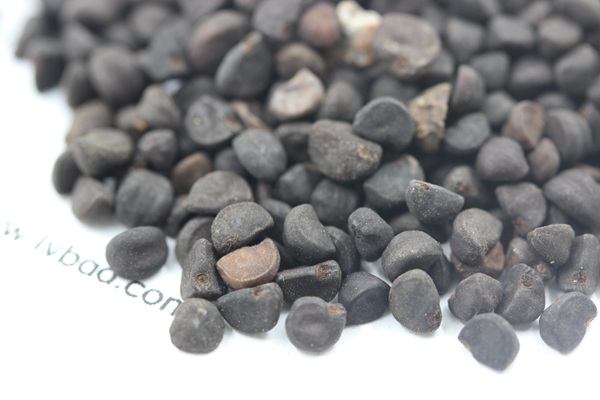 <a href='http://www.njszjj.com/caohuazhongzi/1069.html' target='_blank'>黃花牽牛</a><a href='http://www.njszjj.com/' target='_blank'>種子</a>