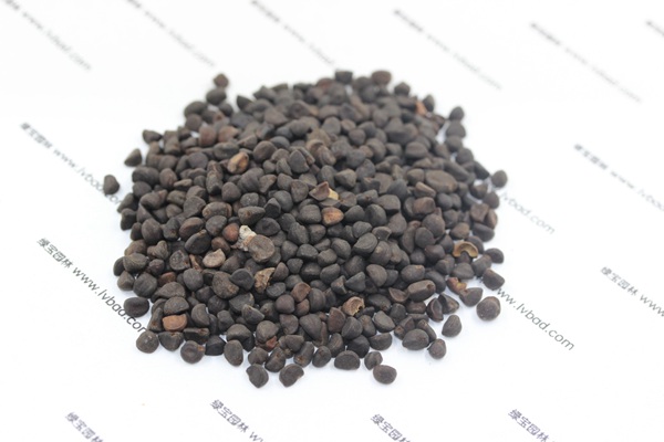<a href='http://www.njszjj.com/caohuazhongzi/1069.html' target='_blank'>黃花牽牛種子</a>