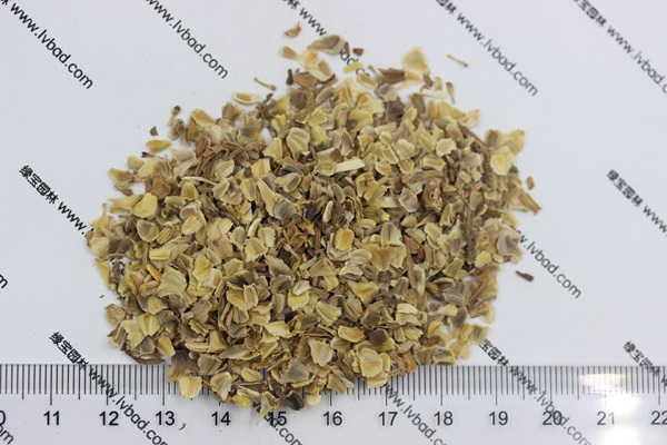 花環(huán)菊<a href='http://www.njszjj.com/' target='_blank'>種子</a>