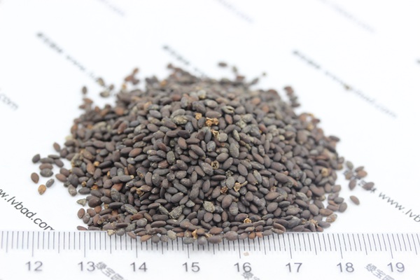 <a href='http://www.njszjj.com/caohuazhongzi/1048.html' target='_blank'>粉花鼠尾草種子</a>