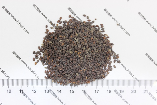 粉花<a href='http://www.njszjj.com/caohuazhongzi/1626.html' target='_blank'>鼠尾草種子</a>