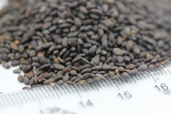 <a href='http://www.njszjj.com/caohuazhongzi/1044.html' target='_blank'>芳香鼠尾草種子</a>