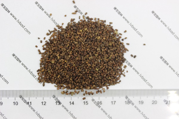<a href='http://www.njszjj.com/caohuazhongzi/1043.html' target='_blank'>二月蘭種子</a>