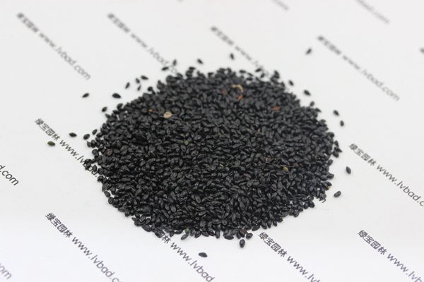 大花<a href='http://www.njszjj.com/caohuazhongzi/1586.html' target='_blank'>耬斗菜種子</a>