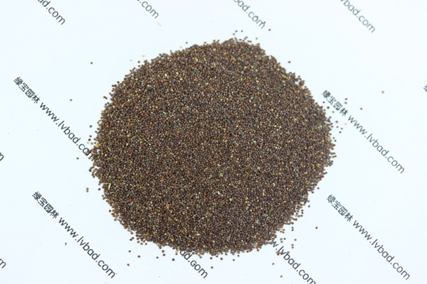 矮牽<a href='http://www.njszjj.com/' target='_blank'>種子</a>