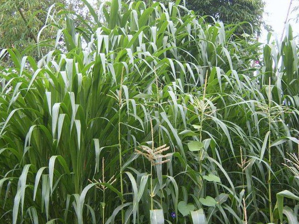 <a href='http://www.njszjj.com/mucaozhongzi/1686.html' target='_blank'>皇竹草</a>