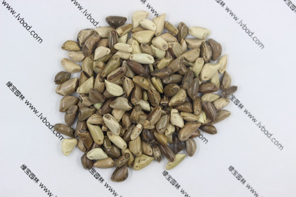 <a href='http://www.njszjj.com/mucaozhongzi/1688.html' target='_blank'>墨西哥玉米草種子</a>