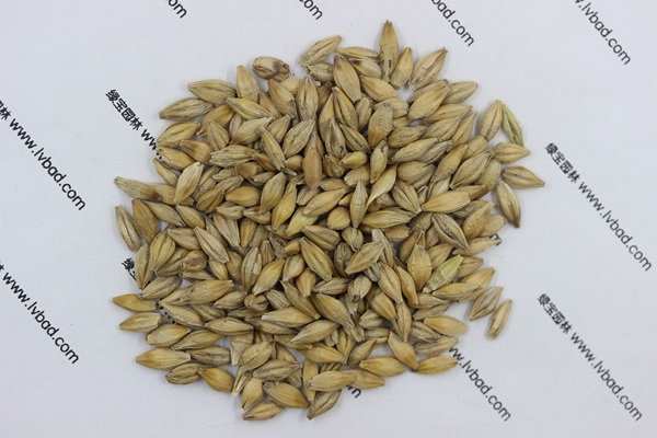 <a href='http://www.njszjj.com/mucaozhongzi/9.html' target='_blank'>大麥</a><a href='http://www.njszjj.com/' target='_blank'>種子</a>