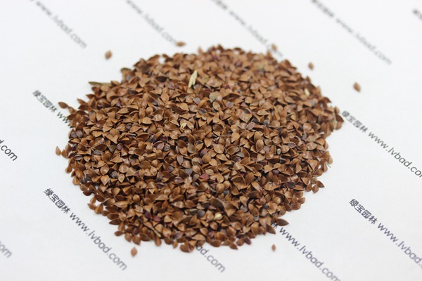 <a href='http://www.njszjj.com/mucaozhongzi/1589.html' target='_blank'>魯梅克斯草種子</a>