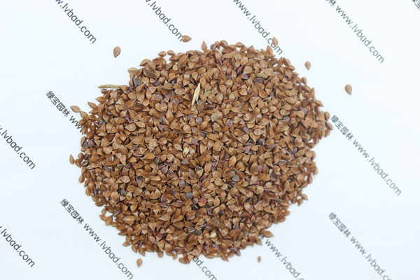 <a href='http://www.njszjj.com/mucaozhongzi/1589.html' target='_blank'>魯梅克斯草種子</a>
